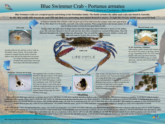 Blue swimmer crab